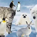 Snímek zobrazuje polární zvířata: sněžného leoparda, polárního medvěda, tučňáky, mrože a zajíce uprostřed zasněžené krajiny