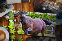 Milovníci zábavných her s koňmi a skládaček si tuto relaxační puzzle